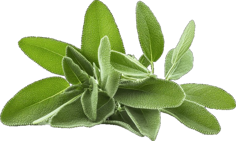 Sage